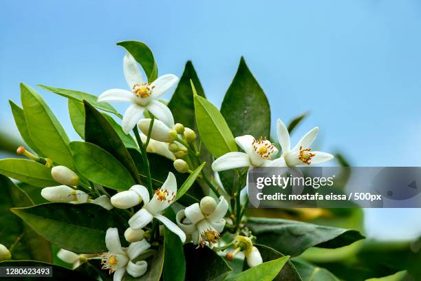 close-up of white flowering plant against sky,egypt - citrus blossom stock pictures, royalty-free photos & images