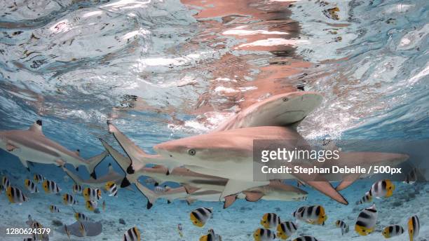 low angle view of fish swimming in sea,bora bora,french polynesia - blacktip reef shark foto e immagini stock