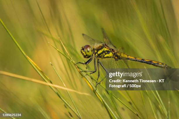 close-up of dragonfly on plant, tjele, denmark - fotografi ストックフォトと画像