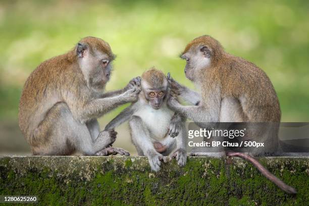 close-up of monkeys sitting on retaining wall,singapore - macaque stock-fotos und bilder