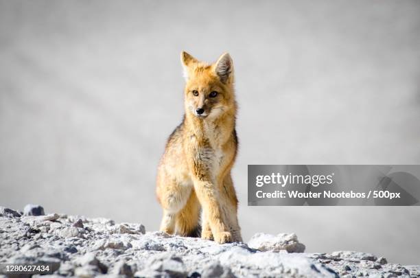 portrait of fox standing on rock,daniel campos,bolivia - zorro fotografías e imágenes de stock