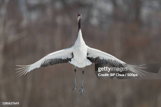 close-up of bird flying against sky,japan - japanese crane stock pictures, royalty-free photos & images