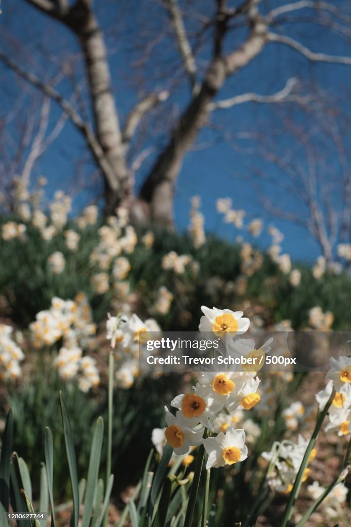 Close-up of white flowering plant on field