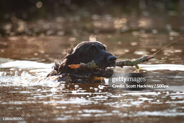 Puddin Maybole Maybole Photos and Premium High Res Pictures - Getty Images