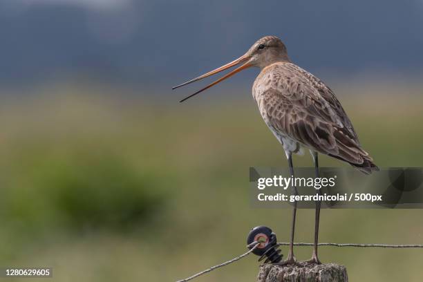 Opperdoes Opperdoes Photos and Premium High Res Pictures - Getty Images