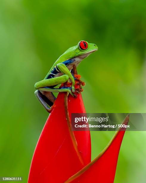 close-up of frog on plant, provincia de cartago, costa rica - frosch stock-fotos und bilder