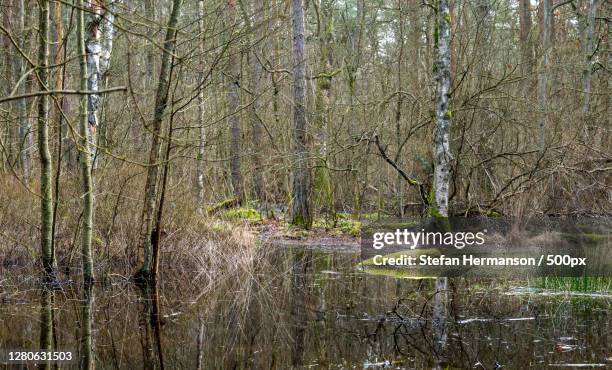 trees in forest - träd stock pictures, royalty-free photos & images