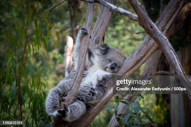 close-up of koala sitting on tree,healesville sanctuary,australia - koala foto e immagini stock
