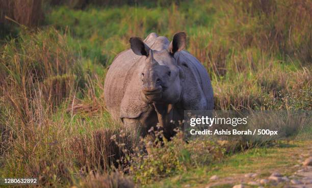 mother and elephant,kaziranga national park,india - kaziranga national park stock pictures, royalty-free photos & images