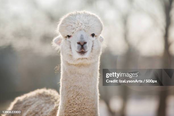close-up portrait of alpaca,poland - alpaka stock-fotos und bilder