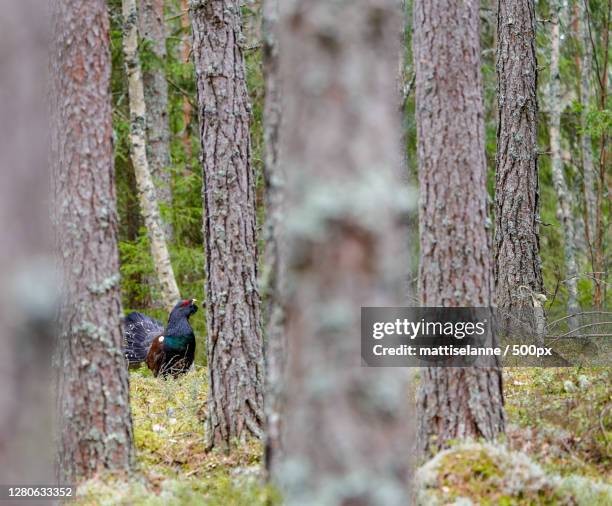 man climbing tree in forest,finland - tetrao urogallus stock pictures, royalty-free photos & images