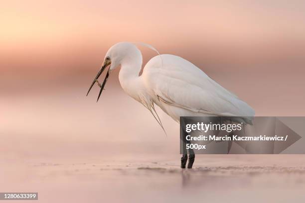 side view of bird perching in lake,wexford,ireland - little egret (egretta garzetta) stock pictures, royalty-free photos & images