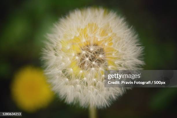 close-up of dandelion flower,texas,united states,usa - fotografi ストックフォトと画像