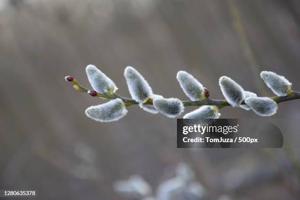 close-up of white flowering plant - weidenkätzchen stock-fotos und bilder
