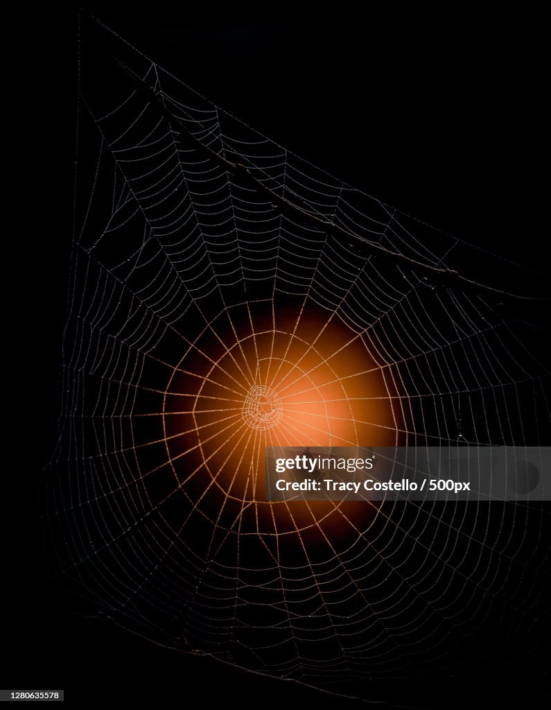 Close-up of spider on web against black background