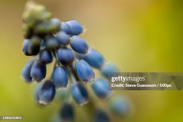 close-up of purple flowering plant - steve guessoum - fotografias e filmes do acervo