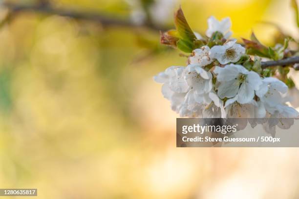 close-up of white cherry blossom tree - steve guessoum stock-fotos und bilder