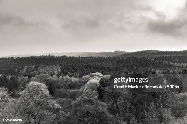 scenic view of forest against sky,hamburg,germany - mariusz roclawski 個照片及圖片檔