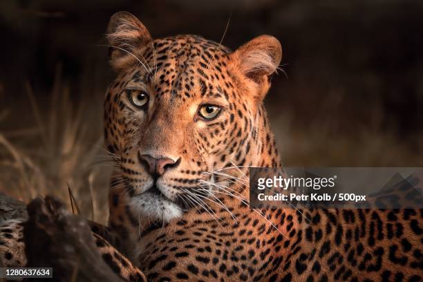 portrait of leopard - big cats bildbanksfoton och bilder