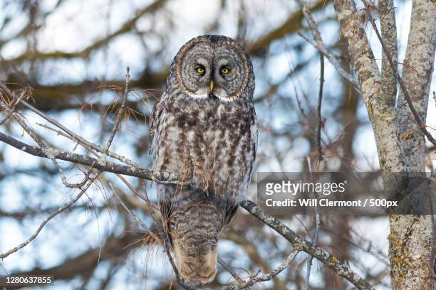 low angle view of owl perching on branch, ottawa, ontario, canada - laplanduil stockfoto's en -beelden