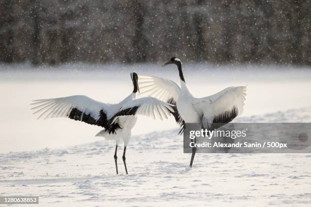 two birds flying above the snow - japanese crane stock pictures, royalty-free photos & images