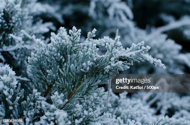 close-up of frozen plant during winter,prague,czech republic - juniper tree stock pictures, royalty-free photos & images