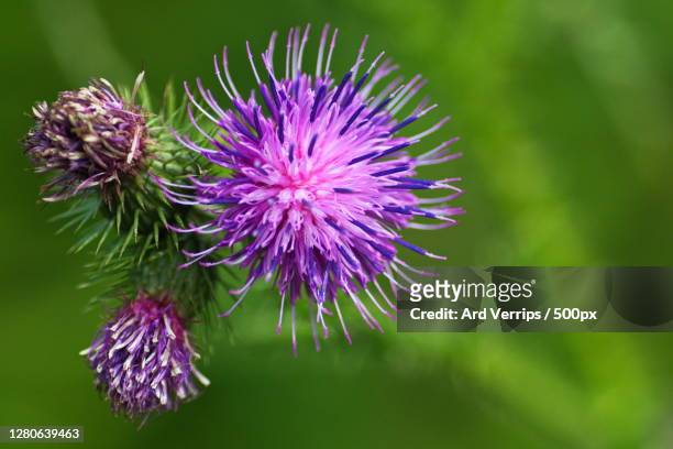 close-up of purple thistle flower,tiel,netherlands - landschap natuur stock pictures, royalty-free photos & images