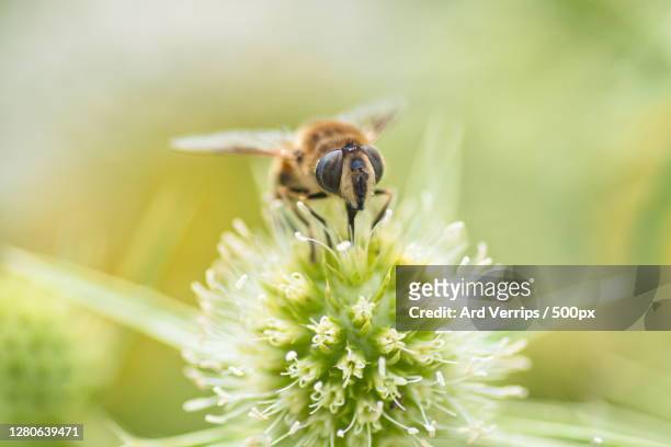 close-up of bee on flower,tiel,netherlands - landschap natuur stock pictures, royalty-free photos & images