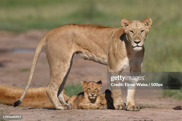 young lions - lioness stock-fotos und bilder