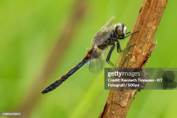 close-up of dragonfly on twig, viborg, denmark - fotografi ストックフォトと画像