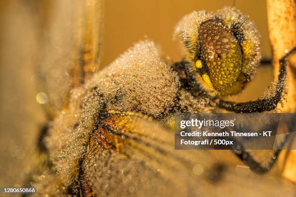 close-up of insect on plant, viborg, denmark - fotografi ストックフォトと画像