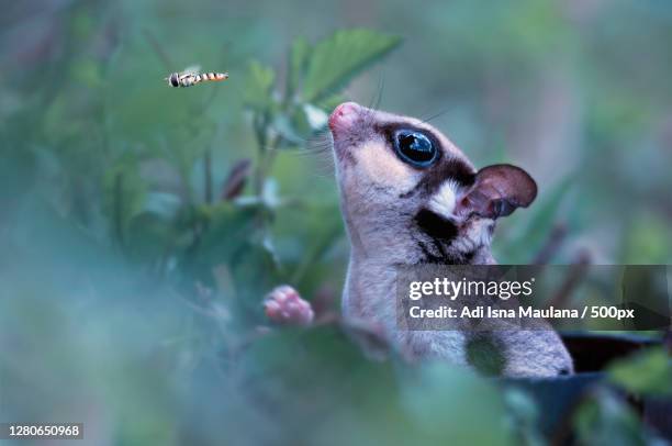 close-up of bird looking away - sugar glider stock pictures, royalty-free photos & images