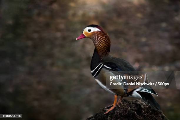 close-up of bird perching on rock,mannheim,germany - nischwitz stock pictures, royalty-free photos & images