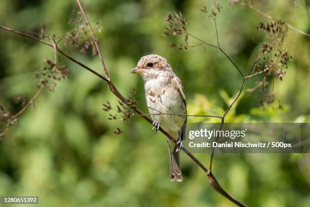 close-up of bird perching on branch,mannheim,germany - nischwitz stock pictures, royalty-free photos & images
