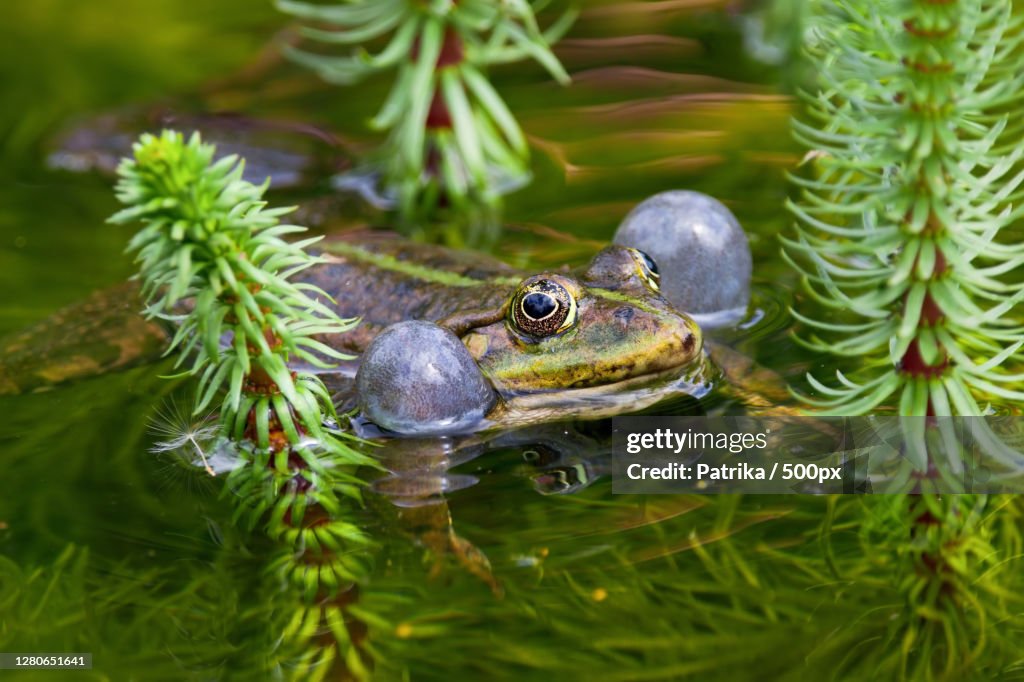 Close-up of frog swimming in lake,Czech Republic