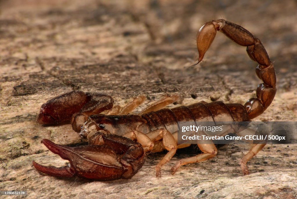 Close-up of crab on rock