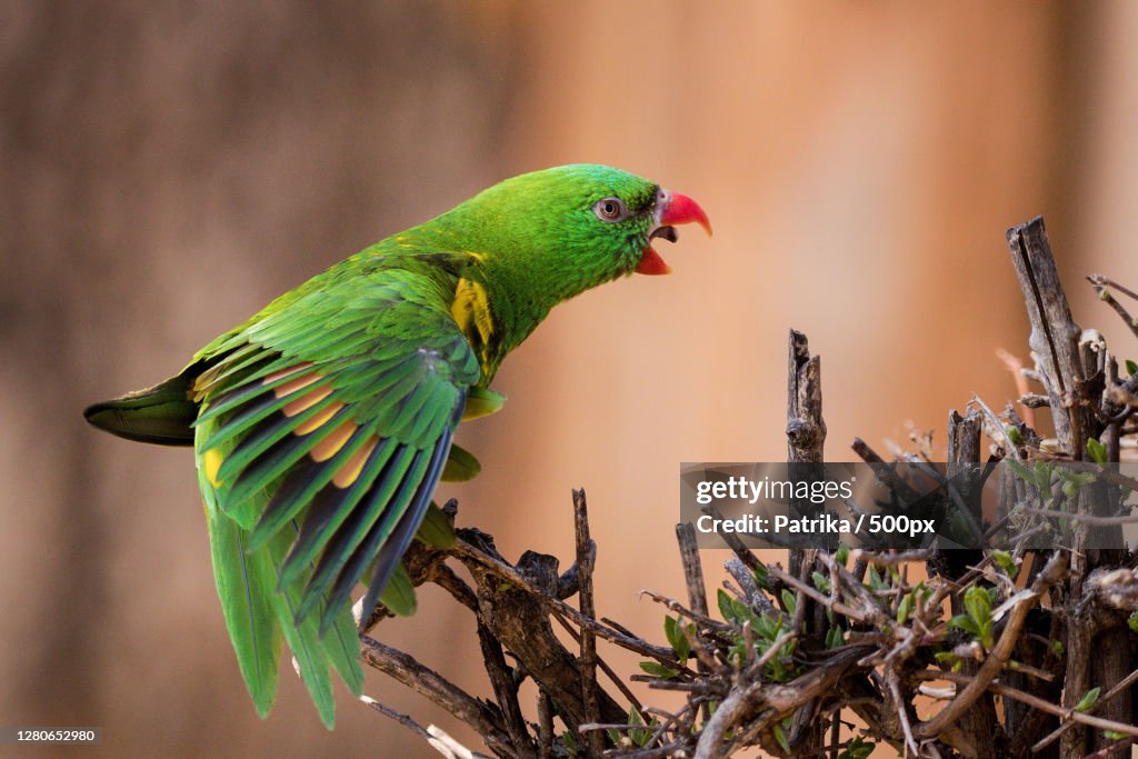 Close-up of bird perching on plant,Prague,Czech Republic