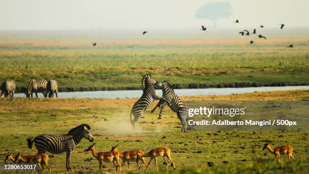 a flock of sheep, chobe national park, botswana - parco nazionale chobe foto e immagini stock