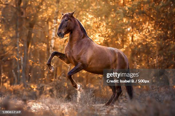 side view of horse running on field,lemgo,germany - stallion stock pictures, royalty-free photos & images