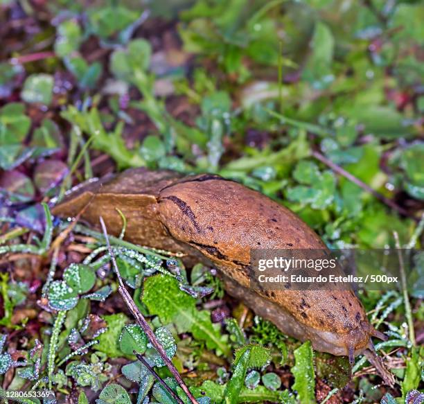 close-up of frog on field,extremadura,spain - ecossistema stock pictures, royalty-free photos & images