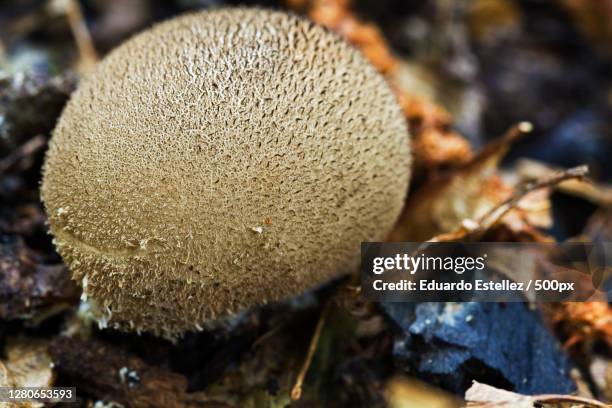 close-up of mushroom growing on field,extremadura,spain - erizo stock pictures, royalty-free photos & images