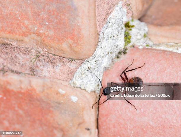 close-up of insect on rock,plasencia,extremadura,spain - hormiga stock pictures, royalty-free photos & images