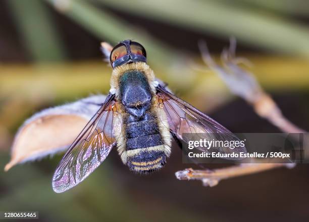 close-up of dragonfly on plant,extremadura,spain - descansando stock pictures, royalty-free photos & images