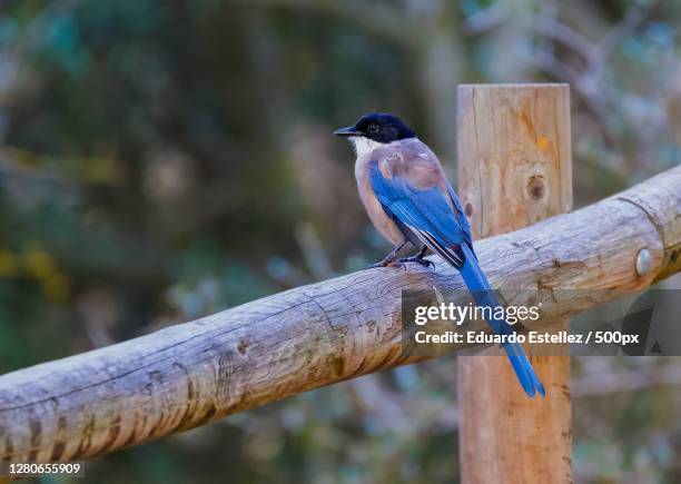 close-up of bird perching on branch,serradilla,extremadura,spain - descansando naturaleza stock pictures, royalty-free photos & images