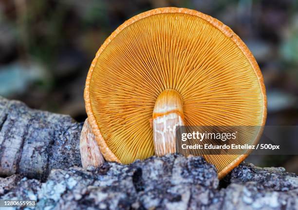 close-up of mushroom growing on tree trunk,brozas,extremadura,spain - ecossistema stock pictures, royalty-free photos & images