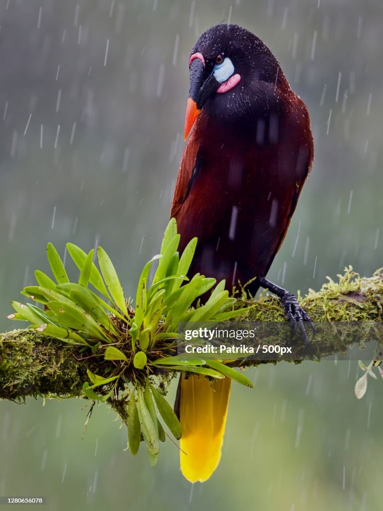 Close-up of wet bird perching on branch