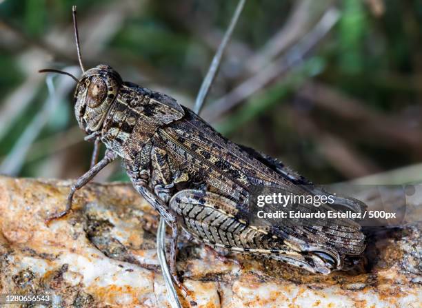 close-up of insect on leaf,zarza de granadilla,extremadura,spain - saltamontes imagens e fotografias de stock