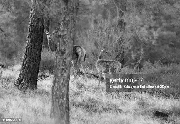 rear view of deer standing on field,zarza de granadilla,extremadura,spain - ecosistema 個照片及圖片檔