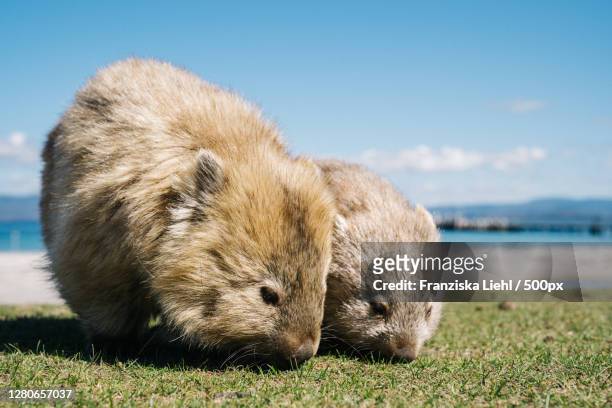 close-up of hedgehog on grass,maria island,tasmania,australia - wombat stock-fotos und bilder
