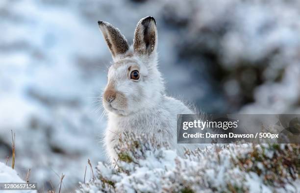 close-up of rabbit on field,scotland,united kingdom,uk - lebre de montanha imagens e fotografias de stock